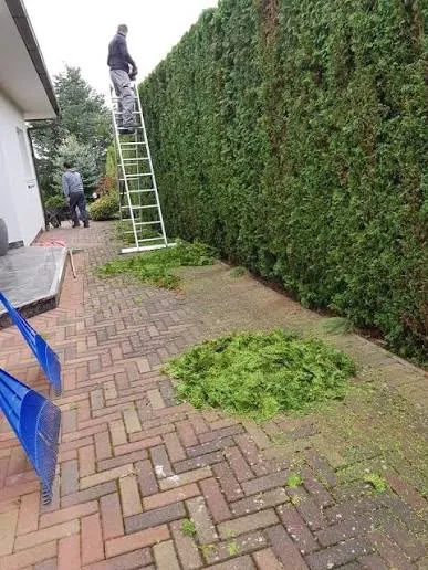 gartenpflege hecke leiter 02